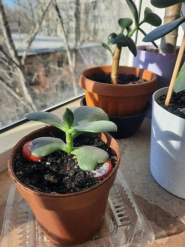 Уход и хранение одежды: Денежное дерево приносит благополучие в дом, где растет, хорошо — 10