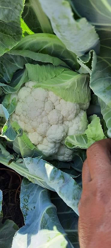 молочные продукты: Цветная капуста (со своего поля) - Плотные белые соцветия, закрытые — 2