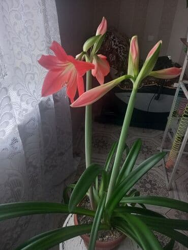 кливия: Гиппеаструм в горшке - Крупное комнатное растение с длинными плотными — 7