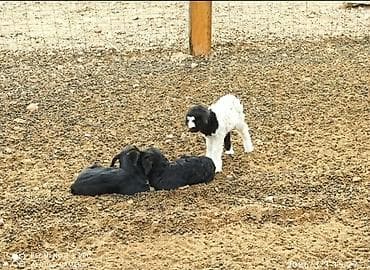 декларативный кролик: Продаю | Коза (самка) | Полукровка | Для разведения — 3