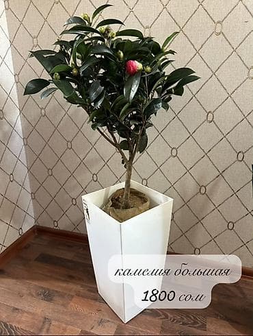 Камелия (большая, штамбовая форма) - Вечнозелёное at lalafo.kg Камелия (большая, штамбовая форма) - Вечнозелёное