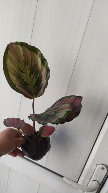 растения аквариумные купить: Другие комнатные растения — 7