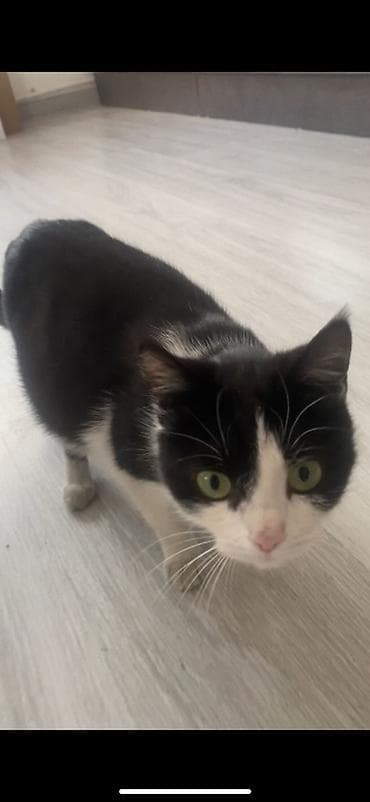 товары для кошек: Котята и молодые кошки, разные окрасы: - черный гладкошёрстный - рыжий — 5