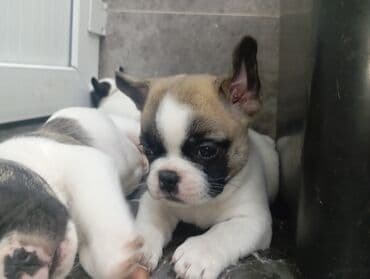 маленькие собачки: Бульдог, 1 месяц, Самец — 5