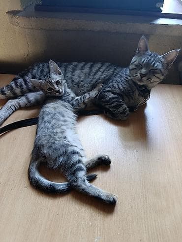 Животные: Домашние котята серого тигрового окраса - Порода: домашние — 3