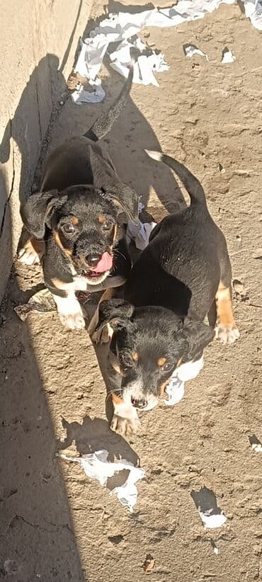 кони корса: Отдам щенков в добрые руки мама такса папа дворняшка — 9