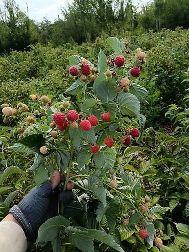 Бакча эмереги: Малина (саженцы/побеги плодоносящих кустов)Полька!!! Описание: - — 2