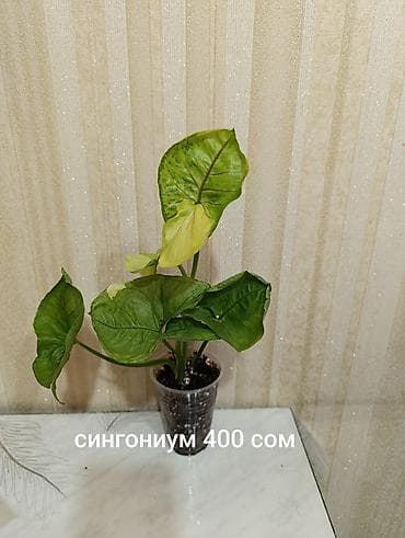 Комнатные растения в стаканчиках: 1) Сингониум —