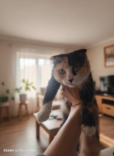 дом для котов: Шотландская веслоухая кошечка и щенята Описание: - Порода — 1