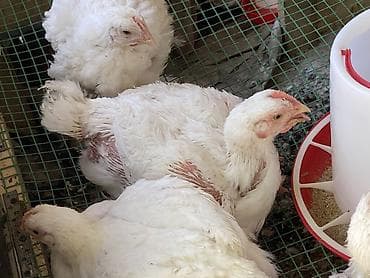 кальций для кур: Продаю | Куры | Бройлерная | На забой — 1