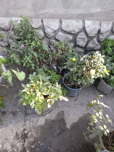 где купить цветы оптом дешево: Домашние и уличные цветы цены разные — 9