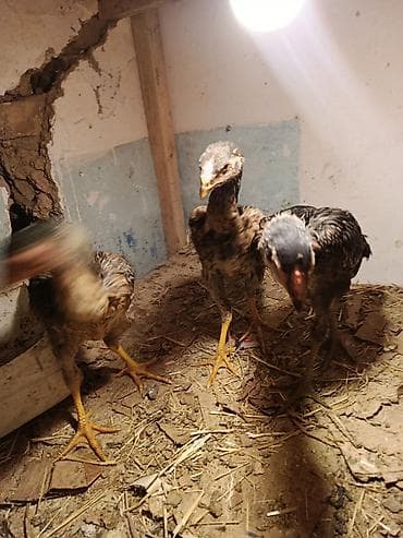 животные собака: Продаю | Петух | Бойцовая | Для разведения — 5