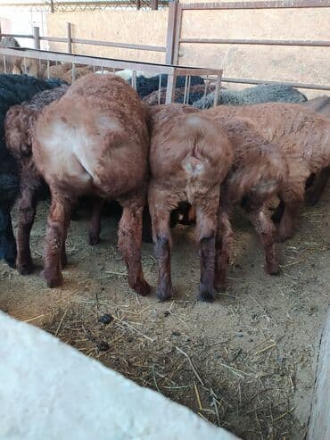 кой кыркыч: Продаю породитстых ягнять с линием от 3 мес и выше очень мощные — 2