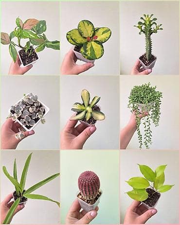 🌿 Комнатные цветы (укоренённые черенки/молодые растения). 🌸 Названия