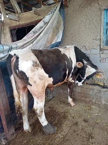 лейбор лошадь: Продаю | Бык (самец) | На откорм | Привязанные — 2