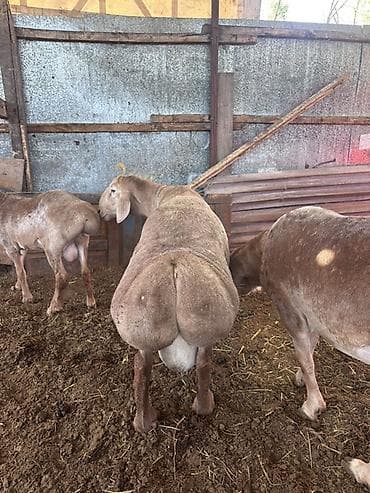 живая: Продаю | Баран (самец) | Для разведения | Осеменитель — 1