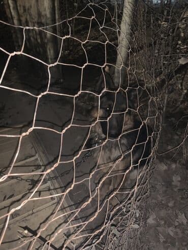 питбуль питбуль: Немецкая овчарка, 1 год, Самка, С прививкой — 2