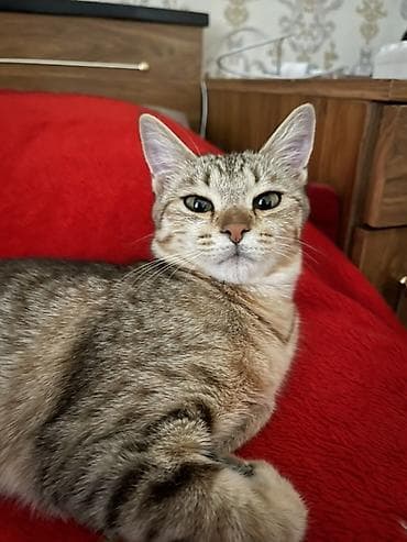 Домашняя кошка, короткошёрстная, окраса табби (песочно‑серый с тёмными