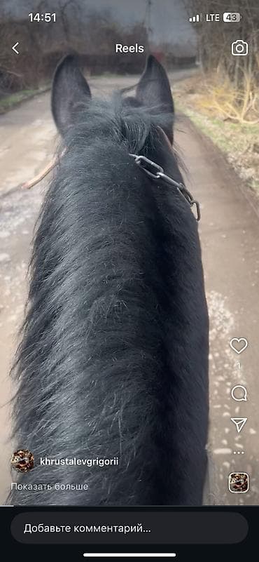 собаки бишкек: Продаю | Конь (самец) | Конный спорт — 7