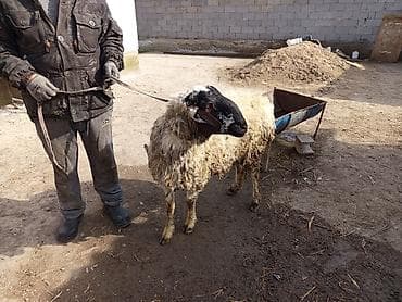 породы собак в бишкеке: Продаю | Овца (самка) | Для разведения | Матка — 1