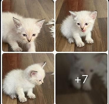 d cat: Кошка даром: Сиамская, 2 месяца, Мальчик — 3