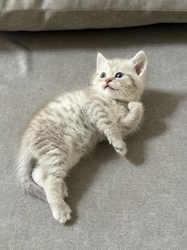 кот сфинкс: Скотиш Страйт (Шотландская прямоухая), 1 месяц, Мальчик, Приучена к лотку — 7