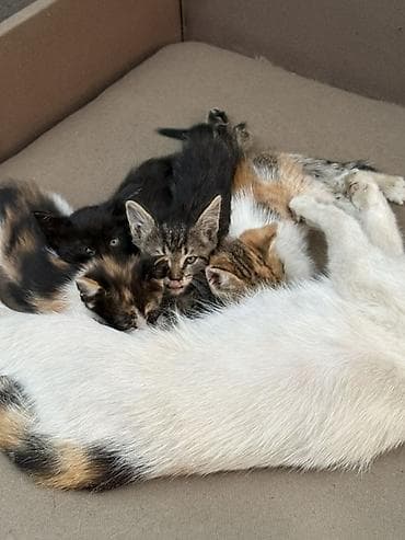 Животные: Котята от домашней кошки - Помёт из нескольких котят: есть — 2