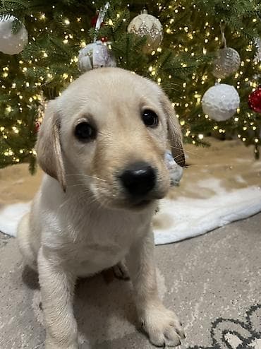 Лабрадор-ретривер, 2 месяца, Самка, С прививкой at lalafo.kg Лабрадор-ретривер, 2 месяца, Самка, С прививкой