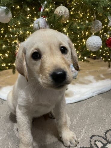 щенки охотничьих собак: Лабрадор-ретривер, 2 месяца, Самка, С прививкой — 3