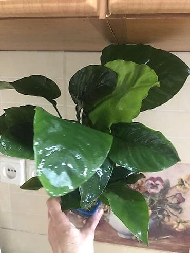 коендор: Анубиас для аквариума (Anubias barteri) - Классическое аквариумное — 2