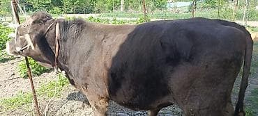 монбельярд цена: Продаю | Бык (самец) | На откорм | Осеменитель — 4