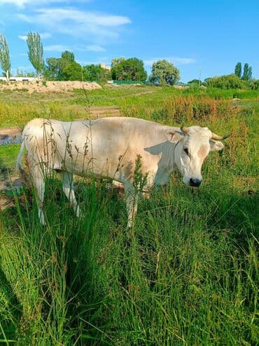 дом для кур: Продаю | Корова (самка) | Для молока, Для разведения, На забой — 2
