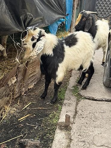 Зоотовары: Продаю | Козёл (самец) | Для разведения — 4