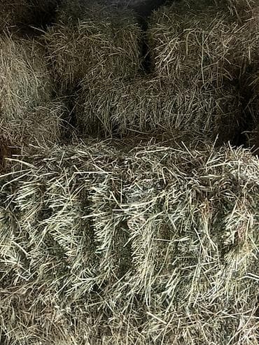 кой карабалта: Продаю тюки сена 🌾 📌 Разнотравье с клевером Цена: 280 сом за штуку — 2