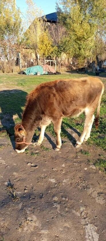 собака доберман сколько стоит: Сатам | Бука (эркек) | Аргын | Бордоп семиртүү үчүн | Байланган — 4