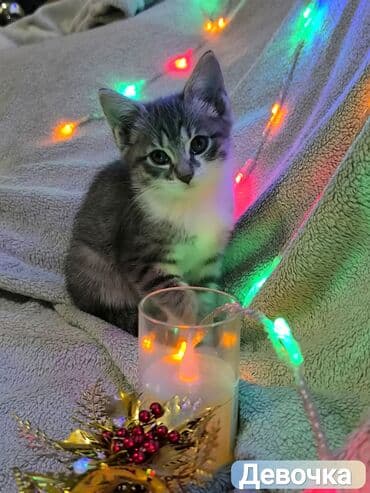 Котята, домашние, короткошёрстные. - Пол: Две девочки и два мальчика