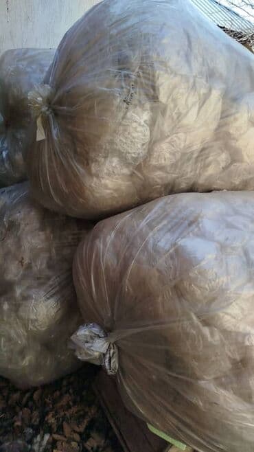 пластик буу: Пластик кабыл алуу — 25