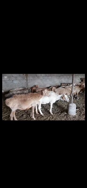 домик для животных: Продаю | Овца (самка) | Для разведения | Матка — 2