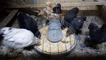 машины на продажу бишкек: Продаю | Куры | Брама — 4