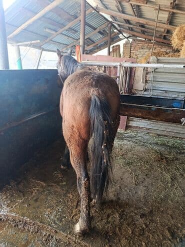 в добрые руки собаку: Продаю | Жеребец — 5