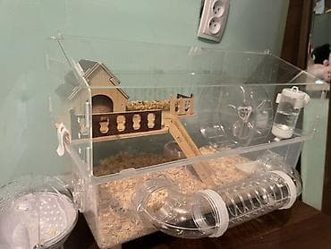 хомяк джунгарский: Продаю хомячка (6–7 месяцев) Милая, активная и очень ласковая девочка — 2