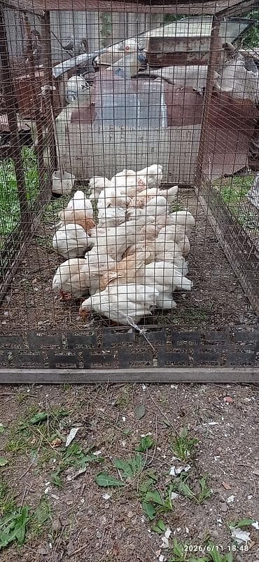 Продаю | Цыплята | Для разведения