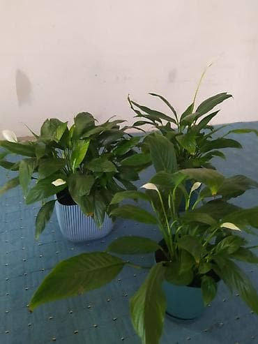 архидея цветок: Спатифиллум (Spathiphyllum) в декоративных горшках - Кустистые — 3