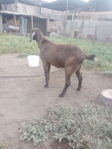 коза дойная: Сатам | Эчки (ургаачы) | Битал | Көбөйтүү үчүн, Сүт алуу үчүн — 3