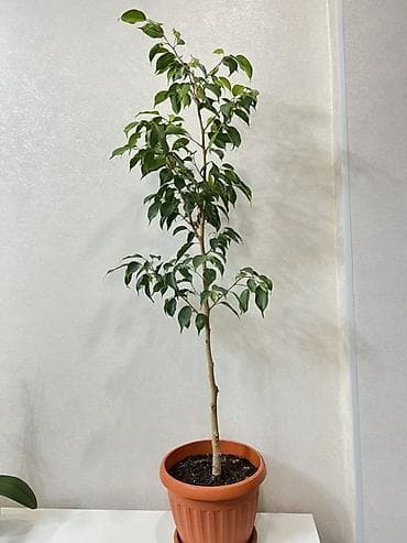 Алоэ: Фикус Бенджамина в горшке - Комнатное дерево с изящным штамбовым — 5