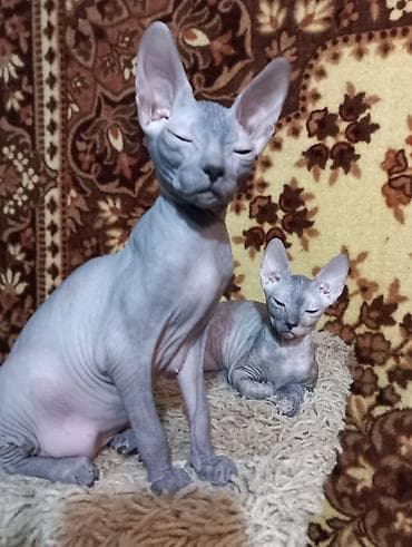кошка сфинкс с шерстью: Продаю котят донского сфинкса, девочку черепахового окраса и мальчика — 2