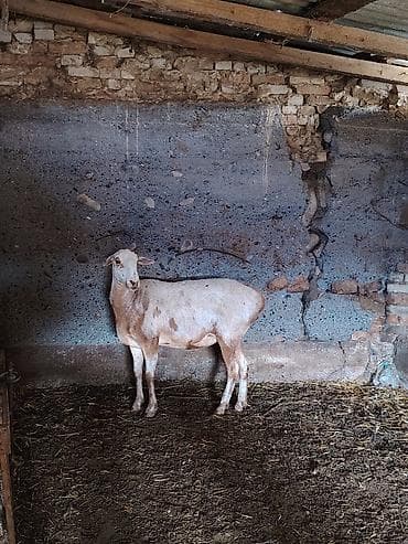 Продаю | Овца (самка) at lalafo.kg Продаю | Овца (самка)