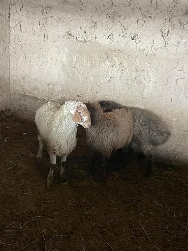 canada goose: Продаю | Баран (самец) | Полукровка | Для разведения | Ярка — 3
