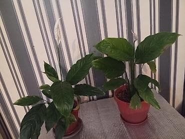 Комнатные растения Женское счастье Спатифиллум (Spathiphyllum) в
