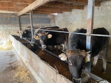 кайла долан: Сатам | Бука (эркек) | Бордоп семиртүү үчүн | Байланган — 2